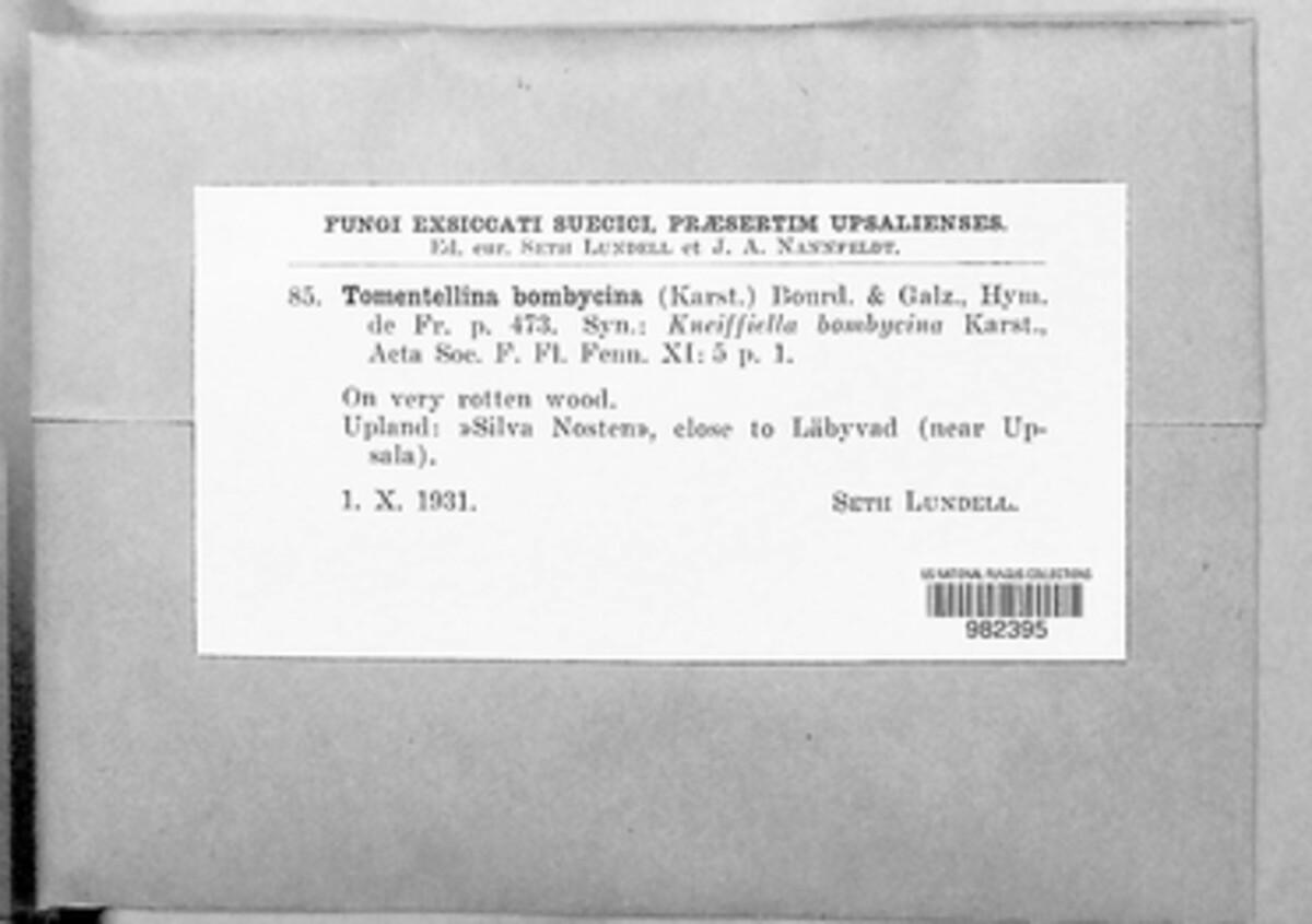 Odontia image